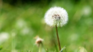 Yaz günü yeşil bir tarlada karahindiba çiçeği