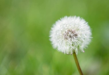 Yaz günü yeşil bir tarlada karahindiba çiçeği