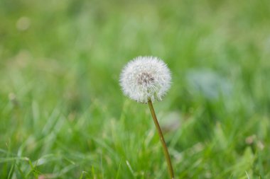 Yaz günü yeşil bir tarlada karahindiba çiçeği
