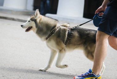 Şehirde dolaşırken iri yarı bir köpek.
