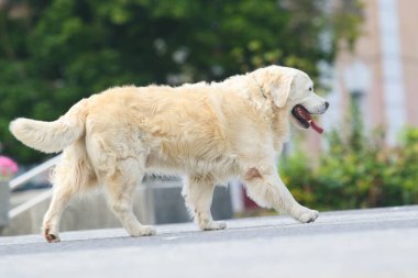 Öğleden sonra yürürken Golden retriever