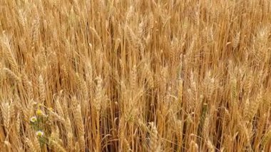 Yaz öğleden sonra tarlada buğday başakları
