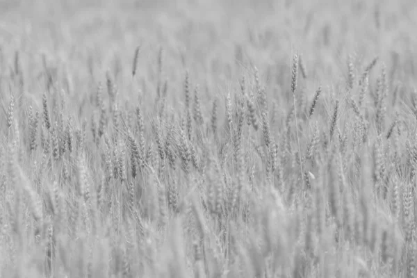 Spikelets Wheat Field Afternoon Summer — Stockfoto