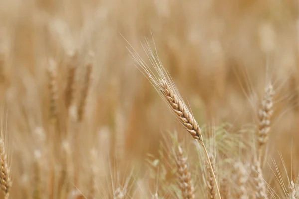 Колоски Пшениці Полі Вдень Влітку — стокове фото