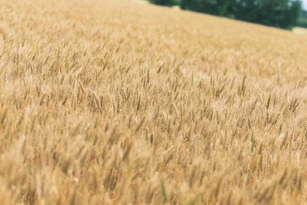 Espiguillas Trigo Campo Por Tarde Verano — Foto de Stock