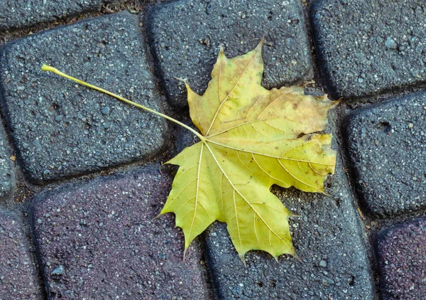 Een Boomblad Ligt Herfst Het Asfalt — Stockfoto