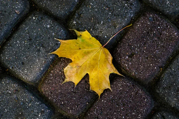 秋にはアスファルトの上に木の葉がある — ストック写真