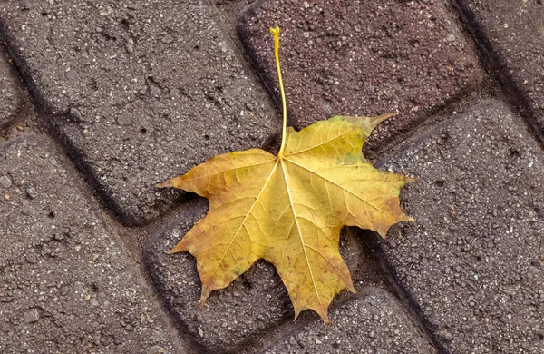 Une Feuille Arbre Gît Sur Asphalte Automne — Photo