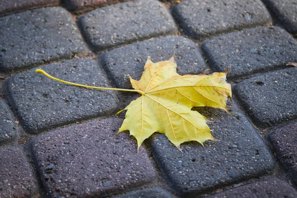 Een Boomblad Ligt Herfst Het Asfalt — Stockfoto