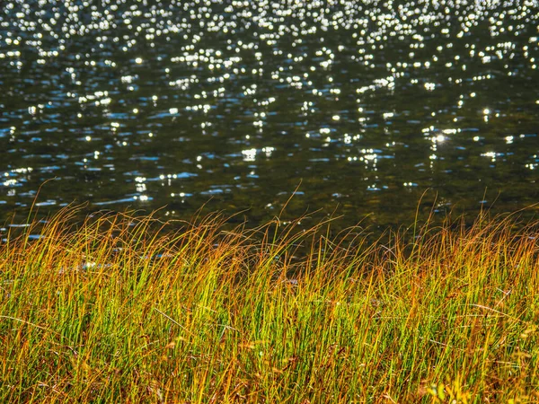 Lago Canne Autunnali Sole Diurno Con Bokeh Bellissimo Sfondo Naturale — Foto Stock