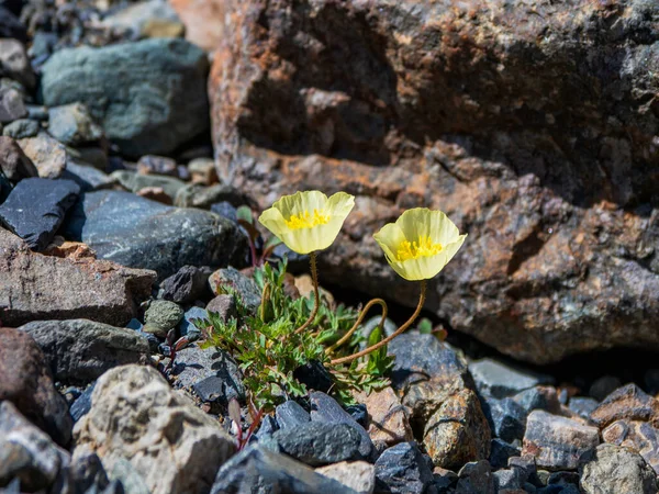 Two Yellow Mountain Poppies Top View Lush Yellow Poppy Flowers — Stock Photo, Image