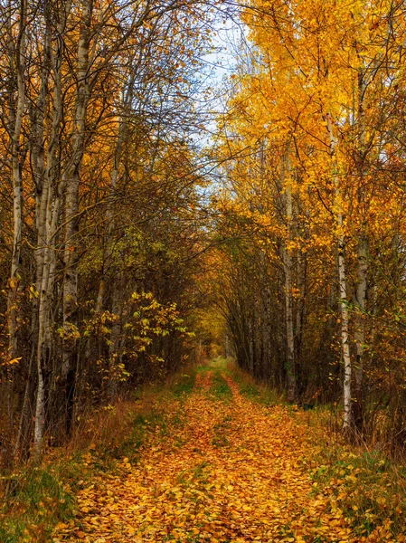Słoneczna Alejka Brzozami Jesiennym Lesie Jesienny Liść Spada Ścieżka Słonecznym — Zdjęcie stockowe