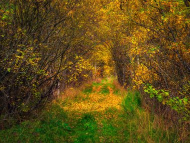 Ağaçların kemerinin altındaki sonbahar ormanı yolu gökyüzünü kapatıyor. Ormanın derinliklerine giden yol, sonbahar yapraklarındaki güneşin parlaklığı..