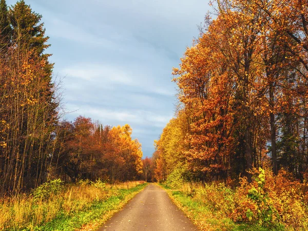 Jesienny Liść Spada Słoneczna Ścieżka Mglistym Jesiennym Parku Opadającymi Liśćmi — Zdjęcie stockowe