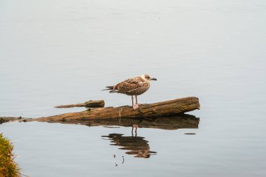 Gece gölündeki bir kütüğün üzerinde dinlenen kuş ve suda yansıması. Göl kuşu akşam dinlenir. Bir kuşun doğal arka planı.