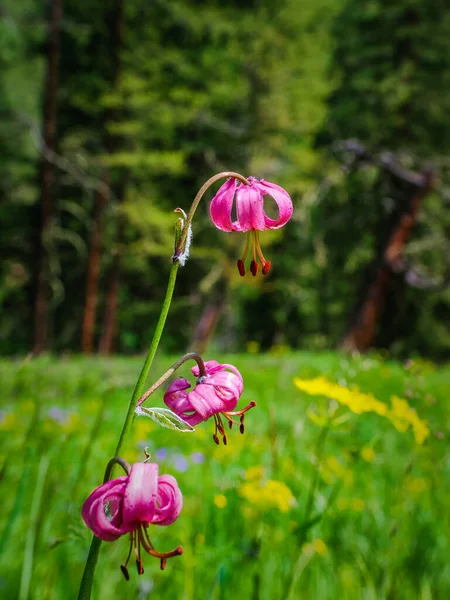 Lilium Martagon Pozadí Jasně Zelené Trávy Divoká Lilie Květina Saranka — Stock fotografie