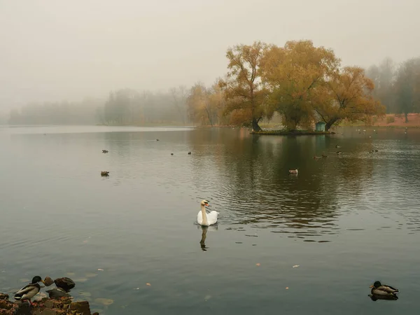 Foco Suave Paisaje Místico Otoño Matutino Con Niebla Sobre Lago —  Fotos de Stock