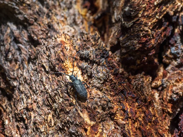 Selectiv focus. Natural background with a beetle. large black barbel beetle crawls along the brown bark of a tree in the forest. Close up, copy space.