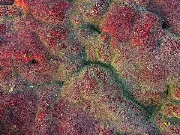 Green Red Fungus Macro Water Mountain Fungus Texture — Stock Photo, Image