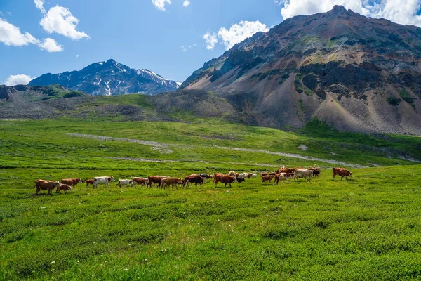 Альпійські Корови Пасуться Зелений Схил Високих Гір Корів Здалека Зеленому — стокове фото