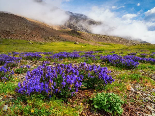 Nanılmaz Yaz Dağ Manzarası Mor Çiçeklerle Kaplı Bir Çim Güzel — Stok fotoğraf