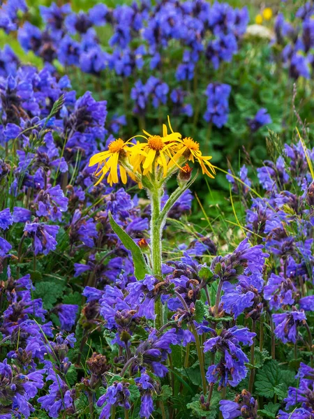 Gele Bloem Een Achtergrond Van Paarse Bloemen Violette Bloemen Van — Stockfoto