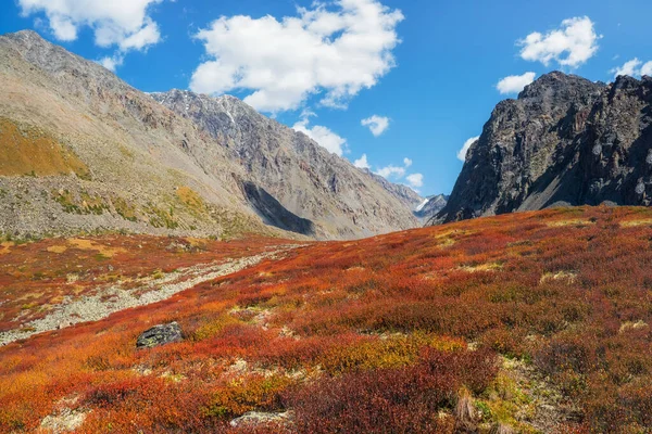 Maravilhosa Paisagem Alpina Com Bétula Anã Laranja Outono Montanha Rochosa — Fotografia de Stock
