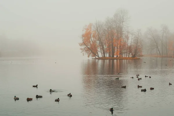 Foco Suave Mística Manhã Outono Paisagem Com Nevoeiro Sobre Lago — Fotografia de Stock