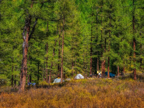 Expedition Camp Autumn Taiga Camping Mountain Autumn Landscape Colorful Forest — Stock Photo, Image