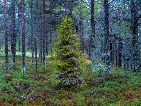 Forêt Arctique Dense Nord Sapin Couvert Mousse Contexte Naturel — Photo