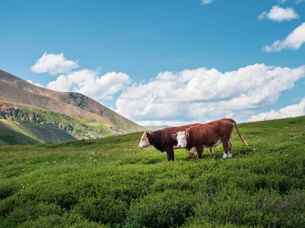Дві Чистокровні Коричневі Корови Стоять Альпійському Пасовищі Разом Під Блакитним — стокове фото