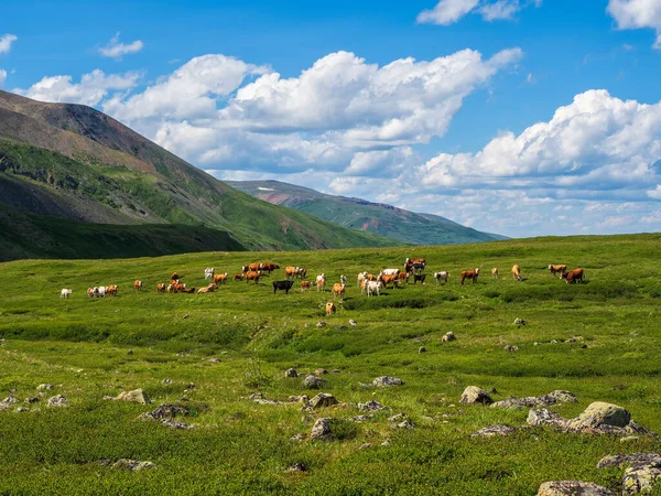 Родючий Стадо Корів Випасає Відстані Альпійські Корови Пасуться Зелений Схил — стокове фото