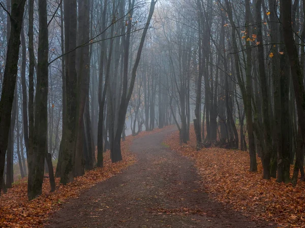 Prázdná Zamlžená Podzimní Ulička Parku Javory Konci Podzimu Mystická Podzimní — Stock fotografie