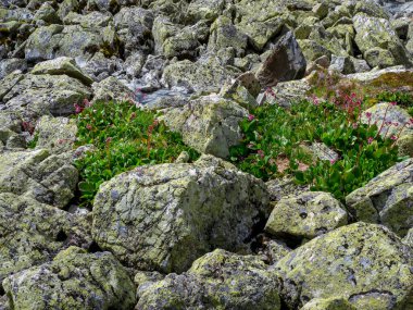 Yosun gibi büyük taşlar saçılıyor. Taş nehir (taş akıntısı, taş akıntısı ya da taş denizi olarak da bilinir) sonbahar Altai dağlarında.
