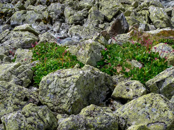 到处都是苔藓状的大石头 秋天阿尔泰山上的石河 又称石流 石流或石海 — 图库照片
