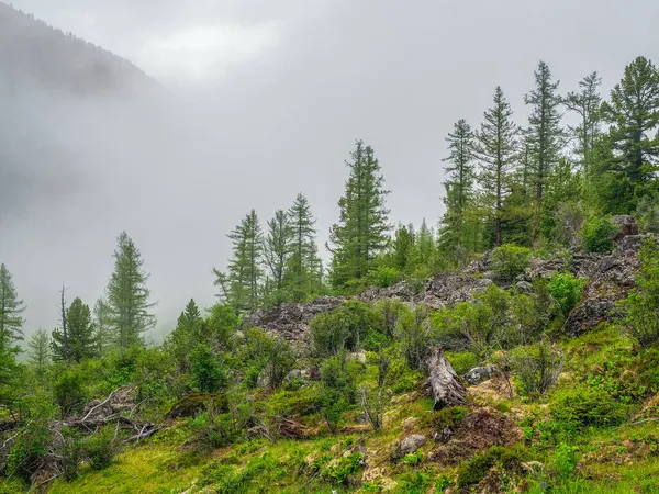 Nebelige Grüne Waldlandschaft Mit Tannen Den Bergen Minimalistische Szenerie Mit — Stockfoto