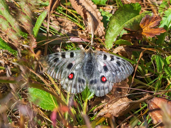 Subespecie Rara Apolo Mariposa Parnassius Apollo Escondida Hierba Marrón Otoño —  Fotos de Stock