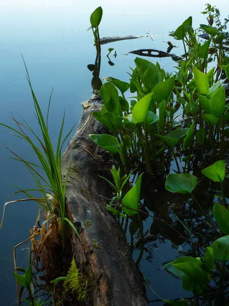 沼の倒木や緑の植生 緑の開花植物と深い水の森 垂直表示 — ストック写真