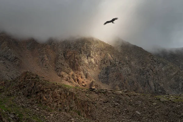 焦点を合わせて 霧の暗い山の中で飛んでワシと神秘的な光 山の峰で劇的な空 劇的な山々と神秘的な背景 — ストック写真