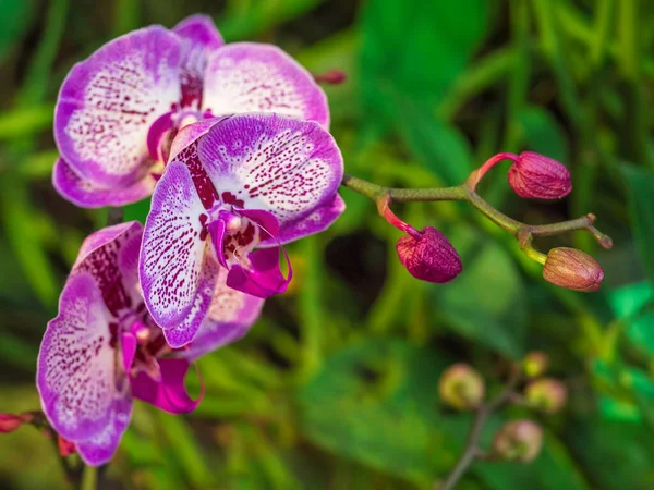 紫色兰花杜鹃的特写 兰花的繁育 天然花卉背景 — 图库照片