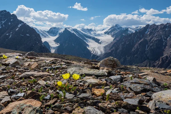 Alp Sarı Gelincikleri Yüksek Karlı Dağların Buzulların Arka Planında Çiçek — Stok fotoğraf