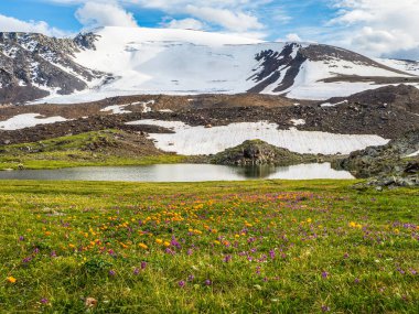 Trollblume ilkbaharda Globeflower beyaz buzulun önünde. Lanet olası dağlık çayır. Temiz dağ deresi yeşil yüksek irtifa platosundan akar. Nehirli dağ manzarası.