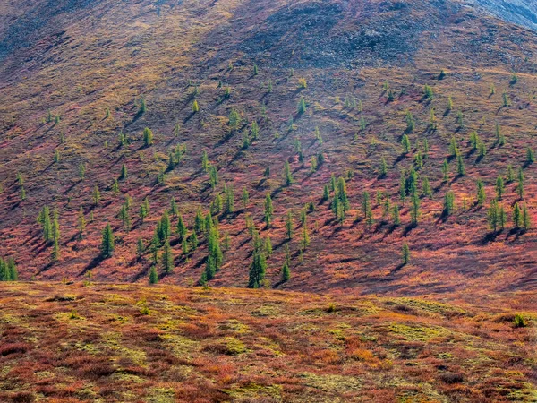 Red Autumn Mountain Plateau Slope Low Growing Shrub Dwarf Birch — Stock Photo, Image
