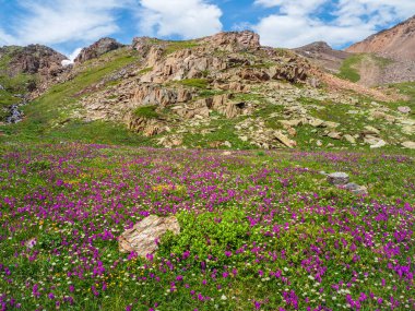 Lanet olası Alp çayırı. Alp yeşili, mor çiçekli bir yaz çayırı. Alp dağları. Dağlık arazinin çiçek açan çayırı.