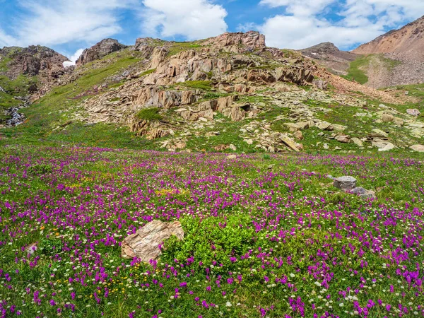 Lanet Olası Alp Çayırı Alp Yeşili Mor Çiçekli Bir Yaz — Stok fotoğraf