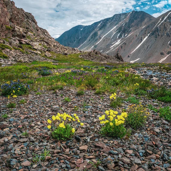 Alpine Yellow Poppies Bloom Backdrop High Snow Capped Mountains Glaciers — Stock Photo, Image