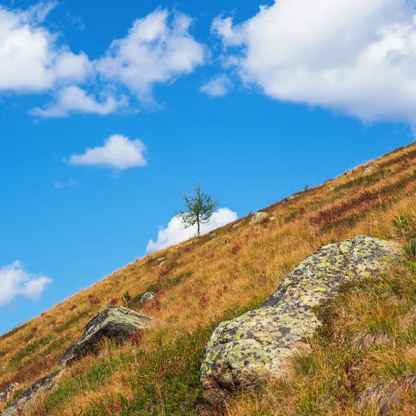 Kolorowy Zielony Krajobraz Samotnym Drzewem Ukośnym Skalistym Wzgórzu Tle Niebieskiego — Zdjęcie stockowe