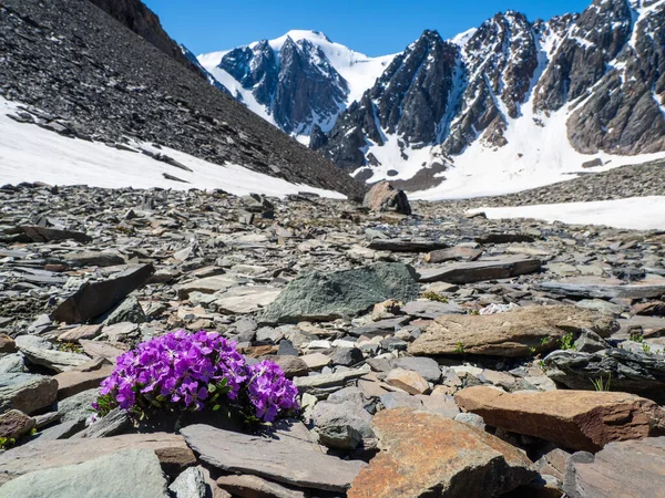 Alpské Fialové Květy Kvetou Pozadí Vysokých Zasněžených Hor Ledovců Drsná — Stock fotografie