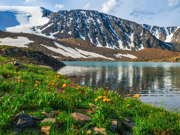 Lanet Olası Alp Çayırı Mavi Gölün Üzerinde Çiçek Açan Sarı — Stok fotoğraf