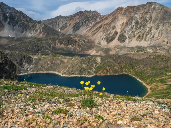Mavi Gölün Kahverengi Yüksek Dağların Arka Planında Gür Sarı Gelincik — Stok fotoğraf